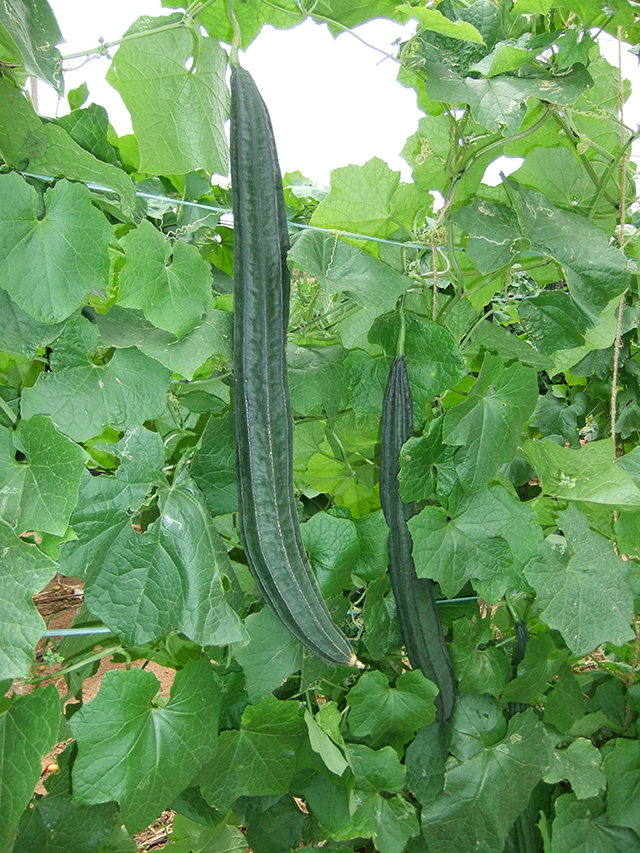 CAVA